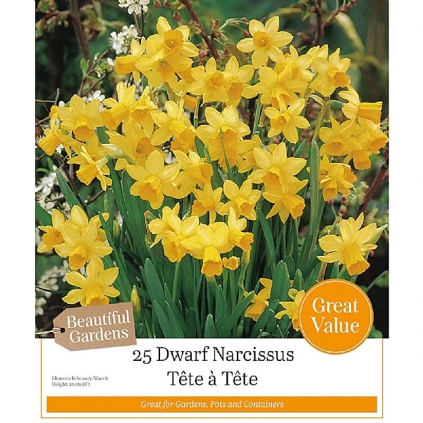 Narcissus 'Tete A Tete' (25 Bulbs) 1 Narcissus 'Tete A Tete' (25 Bulbs)