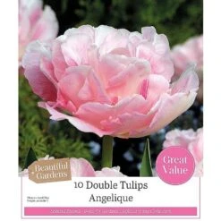 Tulip 'Angelique' (10 Bulbs)