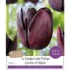 Tulip 'Queen Of Night' (12 Bulbs) -Webbs Direct Store 1083056