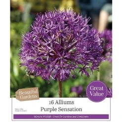 Allium Hollandicum 'Purple Sensation' (16 Bulbs)