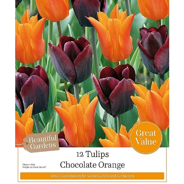 Chocolate Orange Tulip Collection (12 Bulbs) 1 Chocolate Orange Tulip Collection (12 Bulbs)