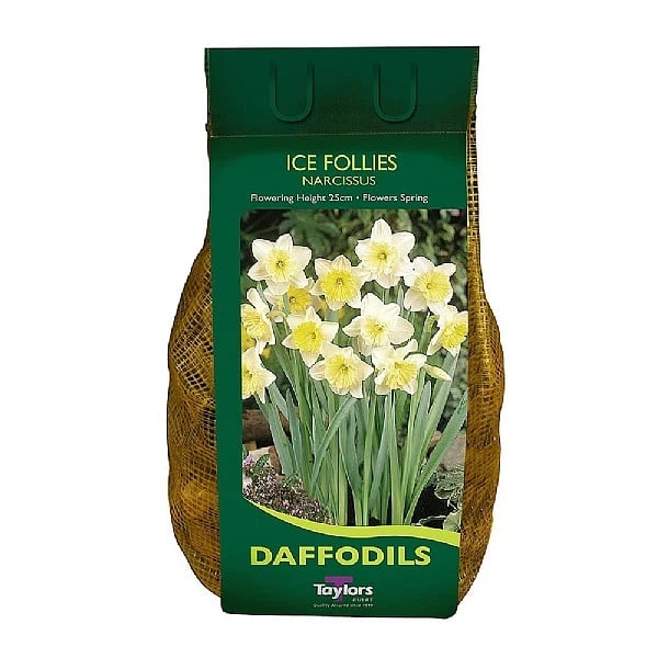 Narcissus 'Ice Follies' Carri-Pack 1 Narcissus 'Ice Follies' Carri-Pack