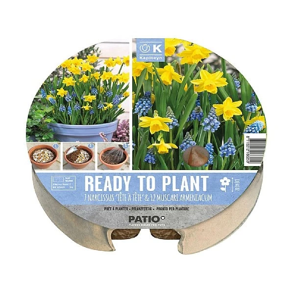 Narcissus & Muscari Ready To Plant Plant-O-Mat Tray 24cm(19 Bulbs) 1 Narcissus & Muscari Ready To Plant Plant-O-Mat Tray 24cm(19 Bulbs)