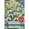 Snowdrop Bulb Collection (20 Bulbs) 2 Snowdrop Bulb Collection (20 Bulbs) -Webbs Direct Store 1212233