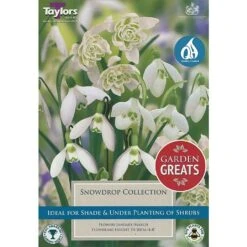 Snowdrop Bulb Collection (20 Bulbs)