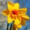 Narcissus 'Fortune' Value Net 2 Narcissus 'Fortune' Value Net -Webbs Direct Store 1248888