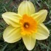 Narcissus 'Lotherio' Value Net -Webbs Direct Store 1248892