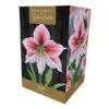 Amaryllis 'Glee' (1 Bulb) 2 Amaryllis 'Glee' (1 Bulb) -Webbs Direct Store 1248930