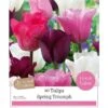 Spring Triumph Tulip Collection (10 Bulbs) 3 Spring Triumph Tulip Collection (10 Bulbs) -Webbs Direct Store 1282030