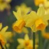 Narcissus 'Tête-à-tête' (70 Bulbs) -Webbs Direct Store 1326214
