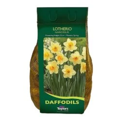 Narcissus 'Lotherio' Carri-Pack 2kg