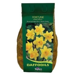 Narcissus 'Fortune' Carri-Pack 2kg