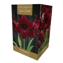Amaryllis Black Pearl Gift Pack