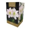 Amaryllis Picotee 2 Amaryllis Picotee -Webbs Direct Store 666430