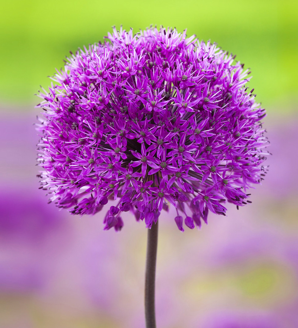 Webbs Direct Store -Webbs Direct Store 700001 1 53582