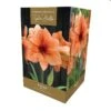 Amaryllis Rilona -Webbs Direct Store 959180