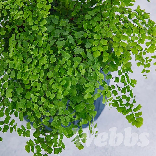 Adiantum Fragrans (Maidenhair Fern) 2 Adiantum Fragrans (Maidenhair Fern) - Image 2