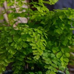Adiantum Fragrans (Maidenhair Fern) 5 Adiantum Fragrans (Maidenhair Fern) -Webbs Direct Store ADIANFRAG 2