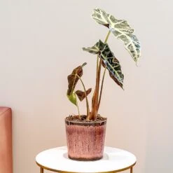 Alocasia Poly