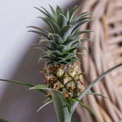 Ananas Mi Amigo (Pineapple Plant) -Webbs Direct Store ANANAS 2