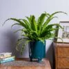 Asplenium 'Osaka' (Japanese Bird's Nest Fern) -Webbs Direct Store ASPLOSA