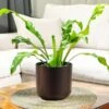 Bird's Nest Fern - Asplenium Nidus (Various Sizes) 2 Bird's Nest Fern - Asplenium Nidus (Various Sizes) -Webbs Direct Store ASPNID