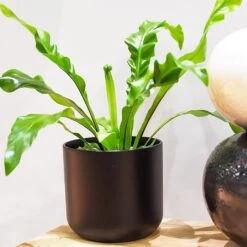 Bird's Nest Fern - Asplenium Nidus (Various Sizes) -Webbs Direct Store ASPNID 3