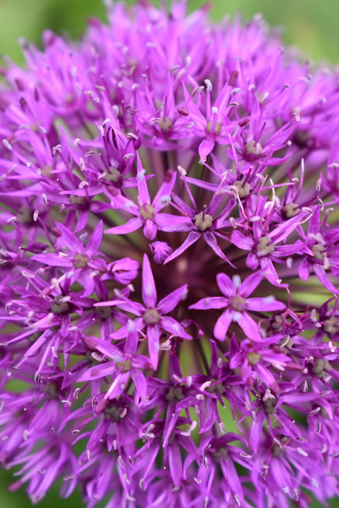 Webbs Direct Store -Webbs Direct Store Allium hollandicum Purple Sensation3 rotated 1