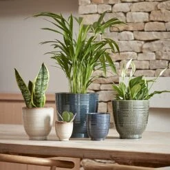 Webbs Direct Store -Webbs Direct Store FERGPOT17 2