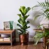Fiddle-Leaf Fig (Ficus Lyrata)