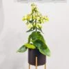 Kalanchoe Magic Bell 7 Kalanchoe Magic Bell -Webbs Direct Store KMAGICBEL