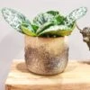 Streptocarpus Pretty Turtle (Various Sizes) -Webbs Direct Store STREPPTURT
