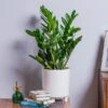 ZZ Plant (Zamioculcas Zamiifolia) -Webbs Direct Store ZZPLANT